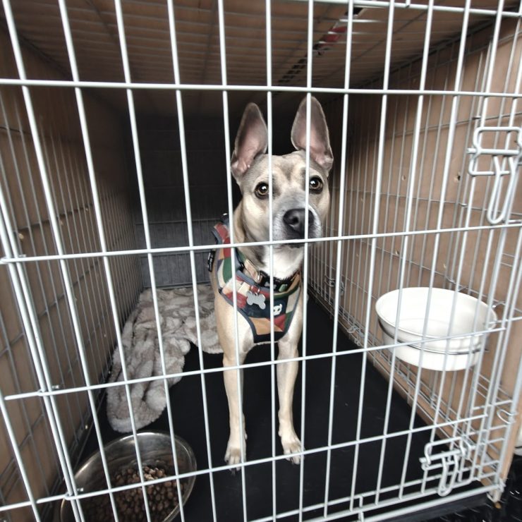 Dog in a travel crate with food and water bowls inside the transporter